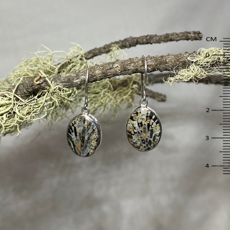 Oval Fossil Coral Earrings