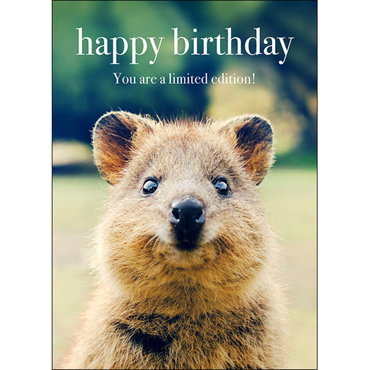 Animal Greeting Cards - Quokka Birthday