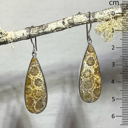 Teardrop Fossil Coral Earrings