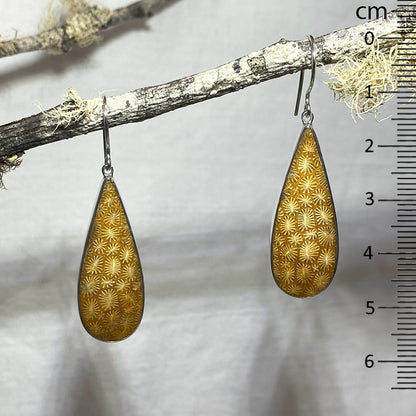 Teardrop Fossil Coral Earrings