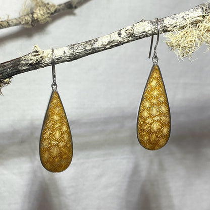 Teardrop Fossil Coral Earrings